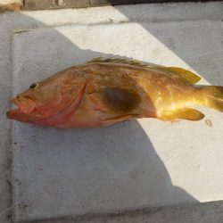 フィッシングボート空風(そらかぜ) 釣果