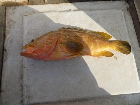 フィッシングボート空風(そらかぜ) 釣果