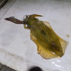 フィッシングボート空風(そらかぜ) 釣果