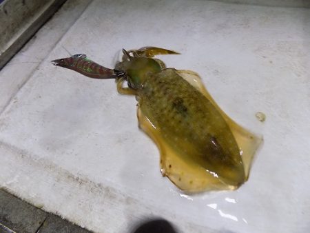 フィッシングボート空風(そらかぜ) 釣果