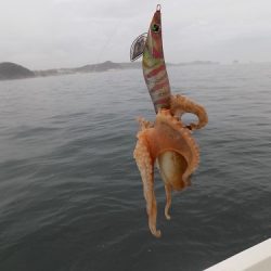 フィッシングボート空風(そらかぜ) 釣果