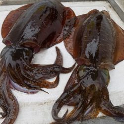 フィッシングボート空風(そらかぜ) 釣果