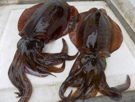 フィッシングボート空風(そらかぜ) 釣果