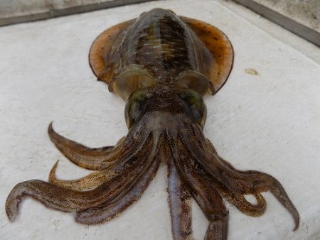 フィッシングボート空風(そらかぜ) 釣果