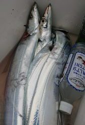 KONAYAーMARU(こなや丸) 釣果