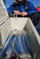 KONAYAーMARU(こなや丸) 釣果