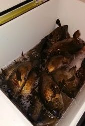 KONAYAーMARU(こなや丸) 釣果