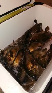 ＫＯＮＡＹＡｰＭＡＲＵ（こなや丸） 釣果