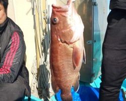 フィッシング太陽 釣果