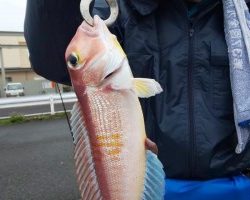 フィッシング太陽 釣果