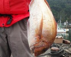 フィッシング太陽 釣果