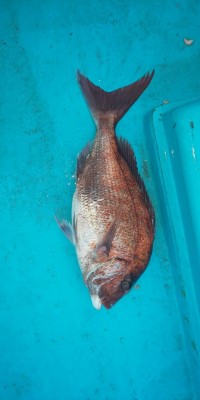 フィッシング太陽 釣果