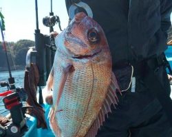 フィッシング太陽 釣果