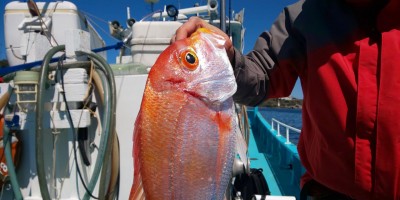 フィッシング太陽 釣果