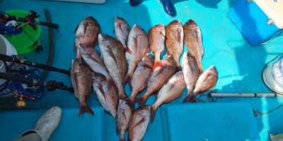 フィッシング太陽 釣果