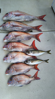 釣り舟　海竜 釣果