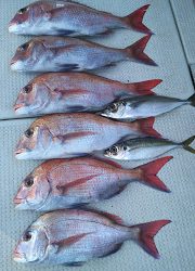 釣り舟 海竜 釣果