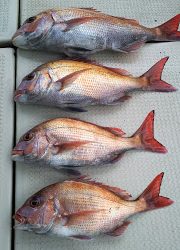 釣り舟 海竜 釣果