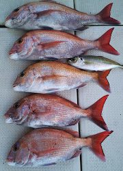 釣り舟 海竜 釣果