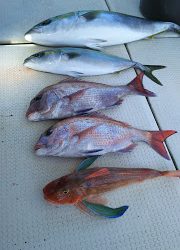 釣り舟 海竜 釣果