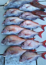 釣り舟 海竜 釣果