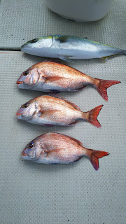 釣り舟　海竜 釣果