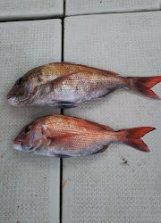 釣り舟 海竜 釣果