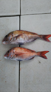 釣り舟　海竜 釣果