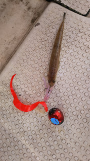 釣り舟　海竜 釣果