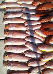 釣り舟 海竜 釣果