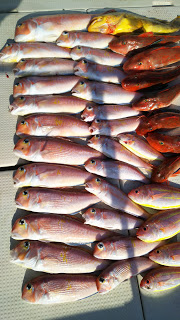 釣り舟　海竜 釣果