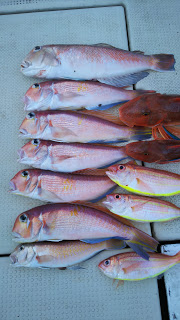 釣り舟　海竜 釣果