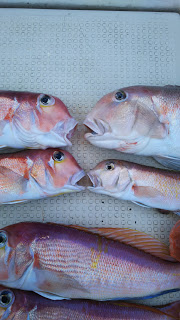 釣り舟　海竜 釣果