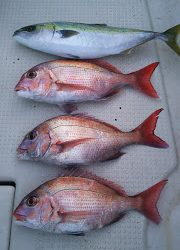 釣り舟 海竜 釣果