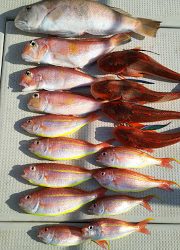 釣り舟 海竜 釣果