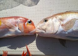 釣り舟 海竜 釣果