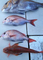 釣り舟 海竜 釣果