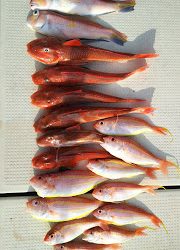 釣り舟 海竜 釣果