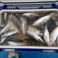 深川 吉野屋 釣果