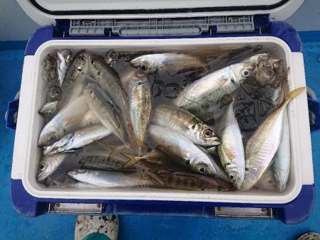 深川 吉野屋 釣果