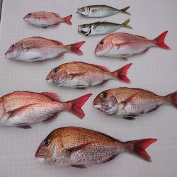 フィッシングボートACE(エース) 釣果