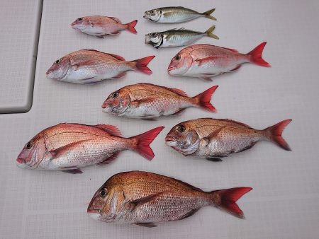 フィッシングボートACE(エース) 釣果