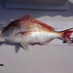 フィッシングボートACE（エース） 釣果