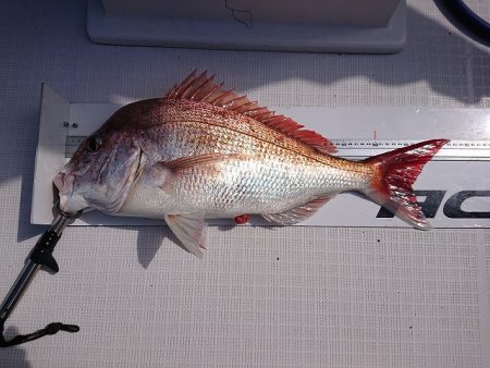 フィッシングボートACE（エース） 釣果