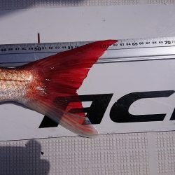 フィッシングボートACE（エース） 釣果