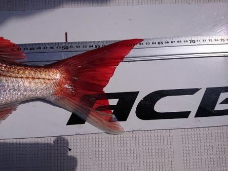 フィッシングボートACE（エース） 釣果