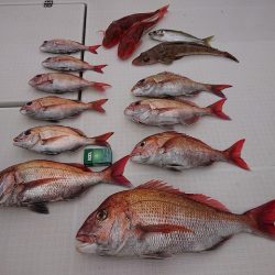 フィッシングボートACE（エース） 釣果