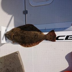 フィッシングボートACE(エース) 釣果