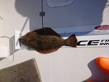 フィッシングボートACE(エース) 釣果