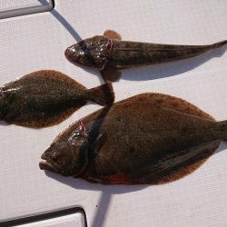 フィッシングボートACE(エース) 釣果